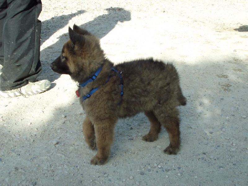 Iris De La Bodega Azul