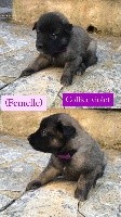 CHIOT
