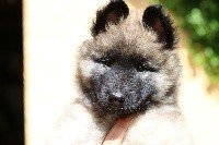CHIOT
