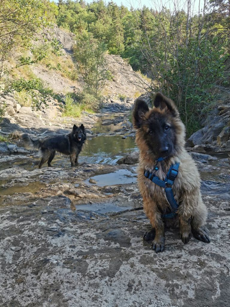 Des Perles Du Grès - Berger Belge - Portée née le 06/05/2022